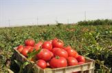 بی رغبتی گوجه کاران گچسارانی برای برداشت محصول