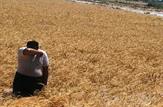خسارت 33 میلیارد ریالی بخش کشاورزی شادگان