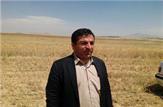 صادرات بذر اصلاح شده به 17 استان کشور