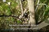 ارسال پرونده قطع درختان بلوط در منطقه مختار به دادگاه کیفری 2 مرکز استان