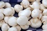 کاهش خطر ابتلا به سرطان با مصرف روزانه قارچ