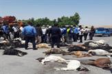 تلف شدن نزدیک به 50 راس دام به دلیل خوردن پساب پتروشیمی مسجدسلیمان/محیط زیست در حال بررسی صحت ادعاست+عکس و فیلم