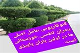 کنوکارپوس؛ متهم اصلی بحران تنفسی اهواز