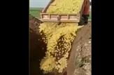 واکنش تند دستگاه قضا به جوجه‌کُشی در اردبیل| یک کامیون جوجه‌های زنده را اینگونه زیر خاک دفن کرد + فیلم