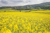 کشت فراسرزمینی راهی برای خوداتکایی دانه‌های روغنی