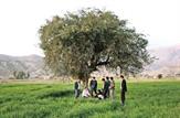 از «مال ملا» تا «مال‌استریت» ؛ آتش به جان روستای بورسی شهرستان لنده