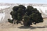 سرو زیبای من
