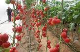 توسعه «کشت گلخانه ای» رهیافتی در جهت توسعه شهرستان بهمئی
